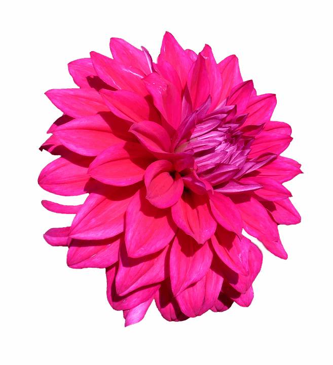 DAHLIA FLOWER PINK 30 x 4cm PREMIUM EDIBLE ICING ROUND CUP CAKE TOPPERS D2