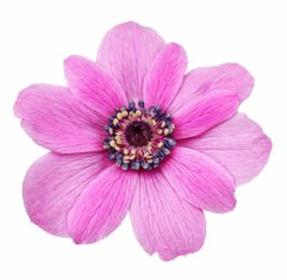 ANEMONE PINK FLOWER 30 x 4cm PREMIUM EDIBLE ICING ROUND CUP CAKE TOPPERS D1