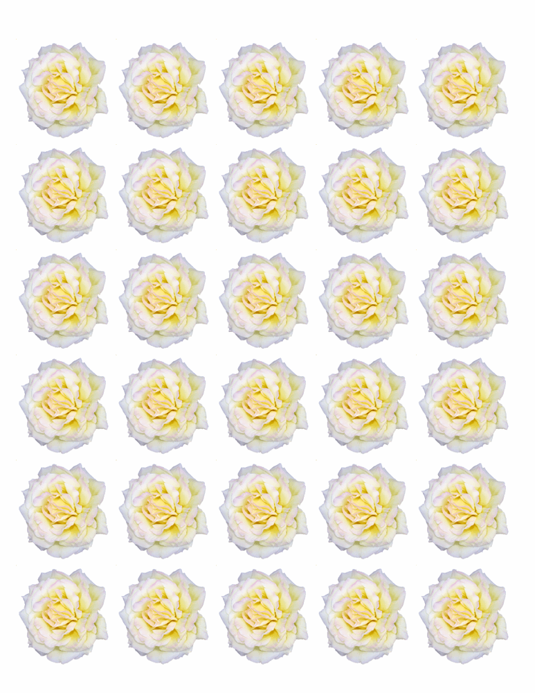 30x WHITE ROSE FLOWERS EDIBLE FLAT PREMIUM RICE PAPER CUP CAKE TOPPERS D1