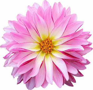 DAHLIA FLOWER PALE PINK 30 x 4cm PREMIUM EDIBLE RICE PAPER CUP CAKE TOPPERS D1