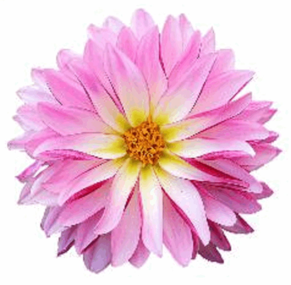 DAHLIA FLOWER 30 x 4cm PREMIUM EDIBLE ICING ROUND CUP CAKE TOPPERS PALE PINK D1