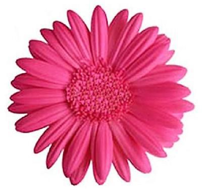 48 x PINK GERBERA FLOWERS EDIBLE FLAT CUP CAKE TOPPERS D1