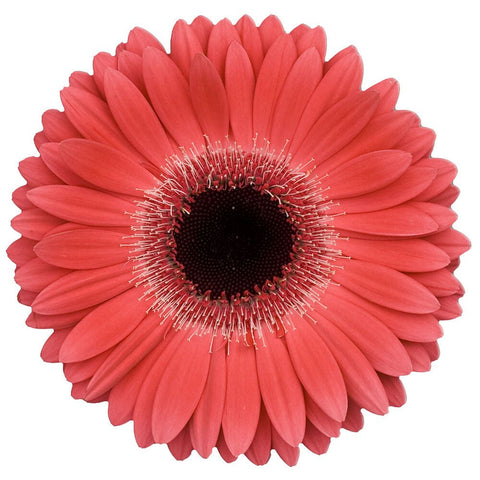 48 x CORAL GERBERA FLOWERS FLAT EDIBLE CUP CAKE TOPPERS D1