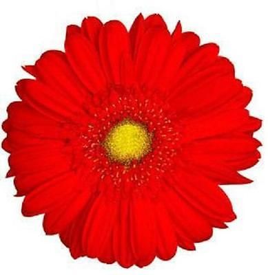 48 PREMIUM RED 3cm GERBERA FLOWERS FLAT RICE PAPER EDIBLE CUP CAKE TOPPERS D1