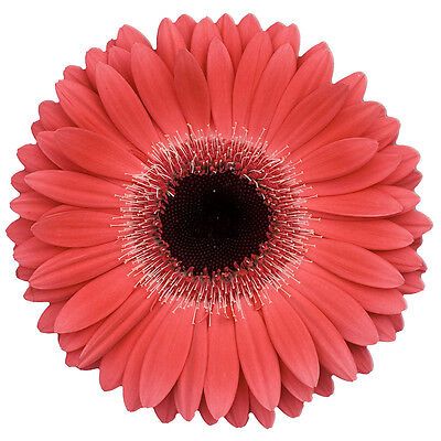 15x CORAL GERBERA 4CM FLAT Rice Paper CupCake Fairy Toppers PRETTY DAISY FLOWERS