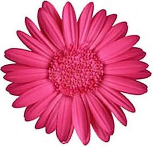 15x DARK PINK GERBERA FLOWERS 4CM FLAT Rice Paper Cup Cake Fairy Toppers DAISY 1