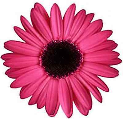 48 x PINK GERBERA FLOWERS FLAT EDIBLE CUP CAKE TOPPERS D2