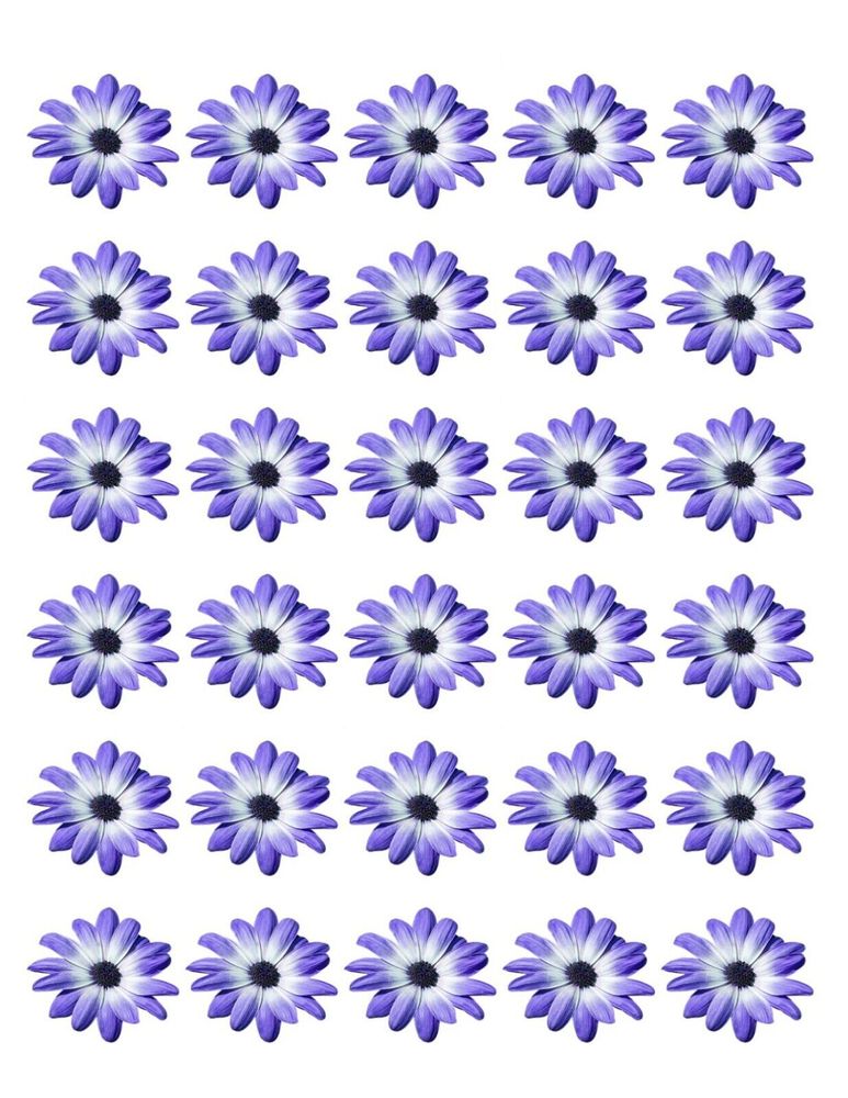 DAISY FLOWER 30 x 4cm PREMIUM EDIBLE RICE PAPER ROUND CUP CAKE TOPPERS BLUE D3