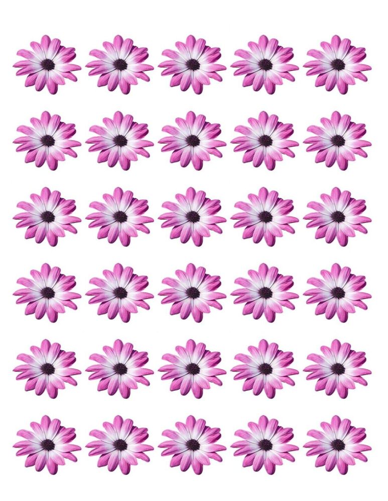 DAISY FLOWER 30 x 4cm PREMIUM EDIBLE RICE PAPER ROUND CUP CAKE TOPPERS PURPLE D2