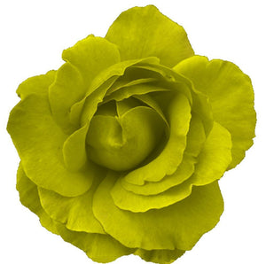 30x YELLOW/GREEN ROSE FLOWERS FLAT EDIBLE PREMIUM CUP CAKE TOPPERS D1