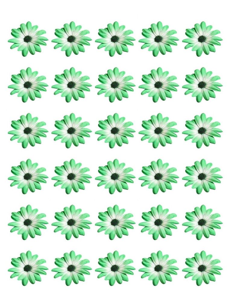 DAISY FLOWER 30 x 4cm PREMIUM EDIBLE ICING ROUND CUP CAKE TOPPERS GREEN D1