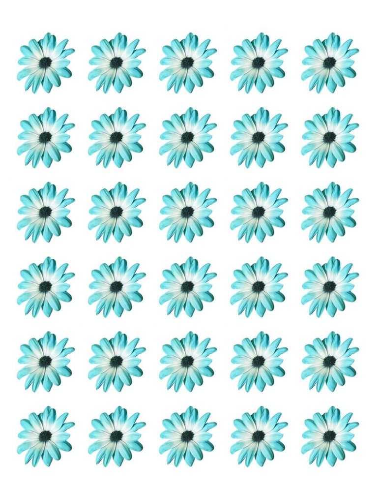 DAISY FLOWER 30 x 4cm PREMIUM EDIBLE RICE PAPER CUP CAKE TOPPERS AQUA BLUE D4