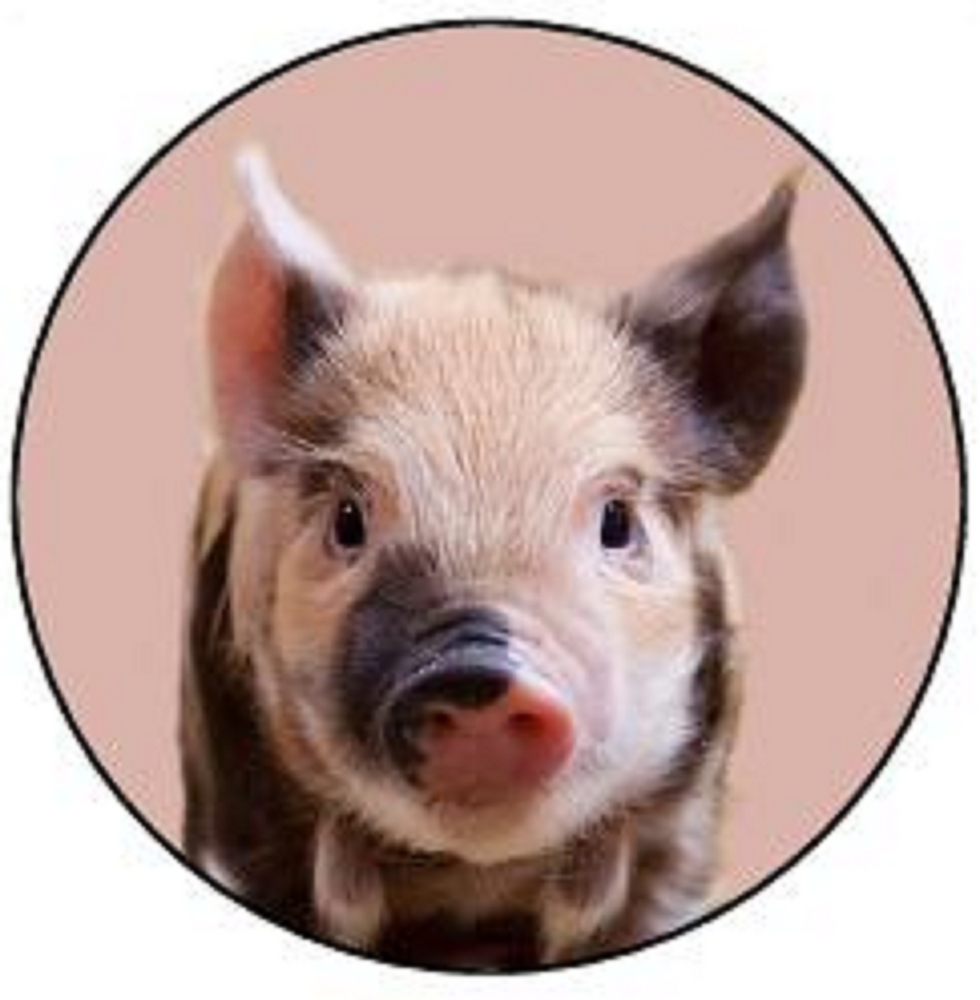 PIG 30 x 4cm PREMIUM EDIBLE RICE PAPER ROUND CUP CAKE TOPPERS FARM ANIMAL D3