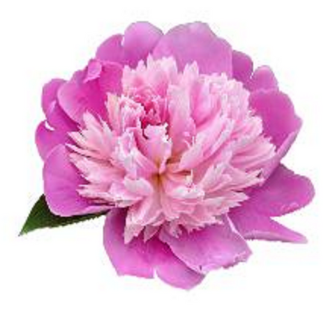 PEONY FLOWER 30 x 4cm PREMIUM EDIBLE ICING ROUND CUP CAKE TOPPERS PINK D1 - KraftyDesigns