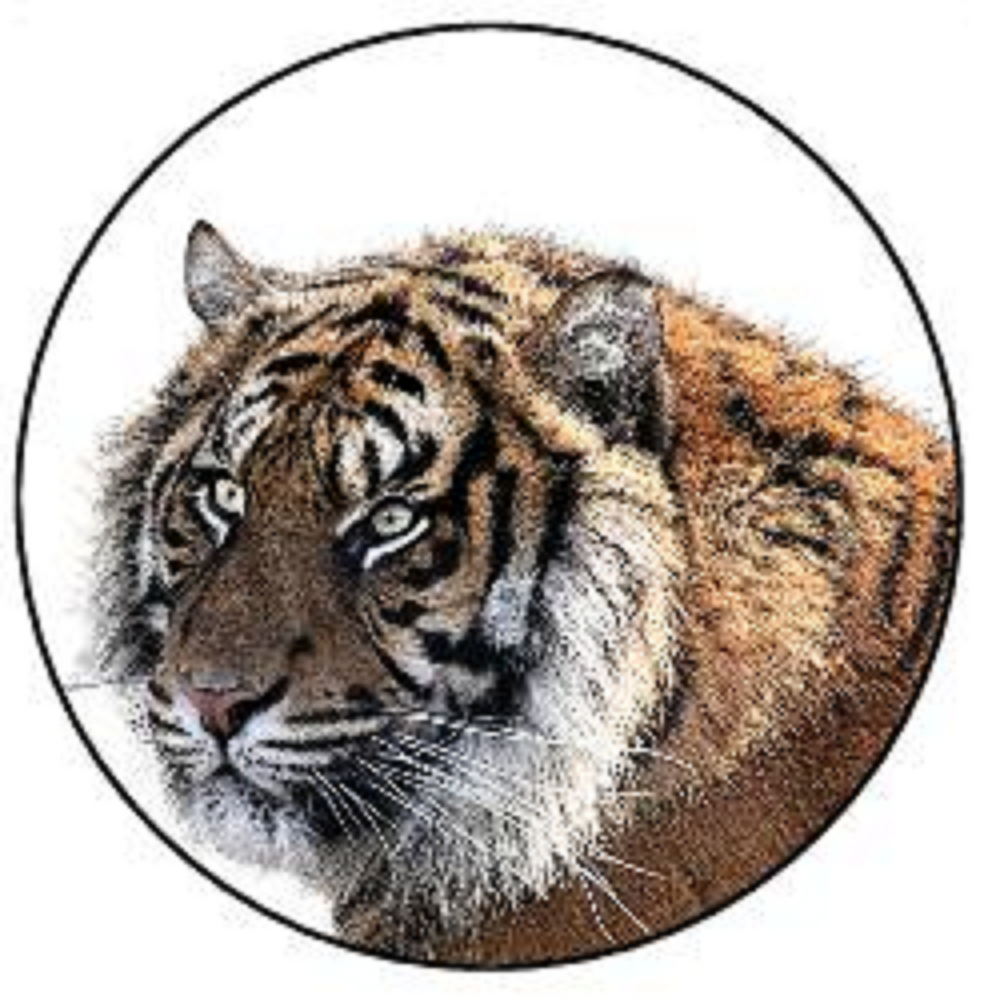 TIGER 30 x 4cm PREMIUM EDIBLE RICE PAPER ROUND CUP CAKE TOPPERS WILD ANIMAL D2