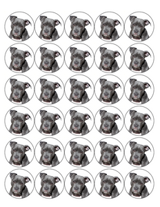 PITBULL DOG 30 x 4cm PREMIUM EDIBLE RICE PAPER ROUND CUP CAKE TOPPERS D2