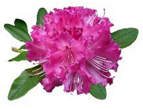 RHODODENDRON FLOWER 30 x 4cm PREMIUM EDIBLE ICING ROUND CUP CAKE TOPPERS D1 - KraftyDesigns