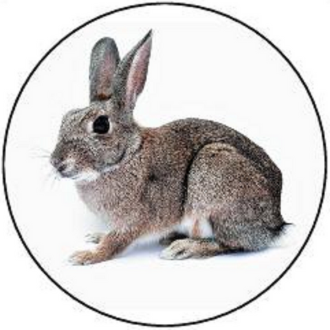 RABBIT 30 x 4cm PREMIUM EDIBLE ICING ROUND CUP CAKE TOPPERS REAL BUNNY D14