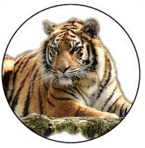 TIGER 30 x 4cm PREMIUM EDIBLE RICE PAPER ROUND CUP CAKE TOPPERS WILD ANIMAL D6