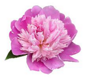 PEONY FLOWER 30 x 4cm PREMIUM EDIBLE RICE PAPER ROUND CUP CAKE TOPPERS PINK D1