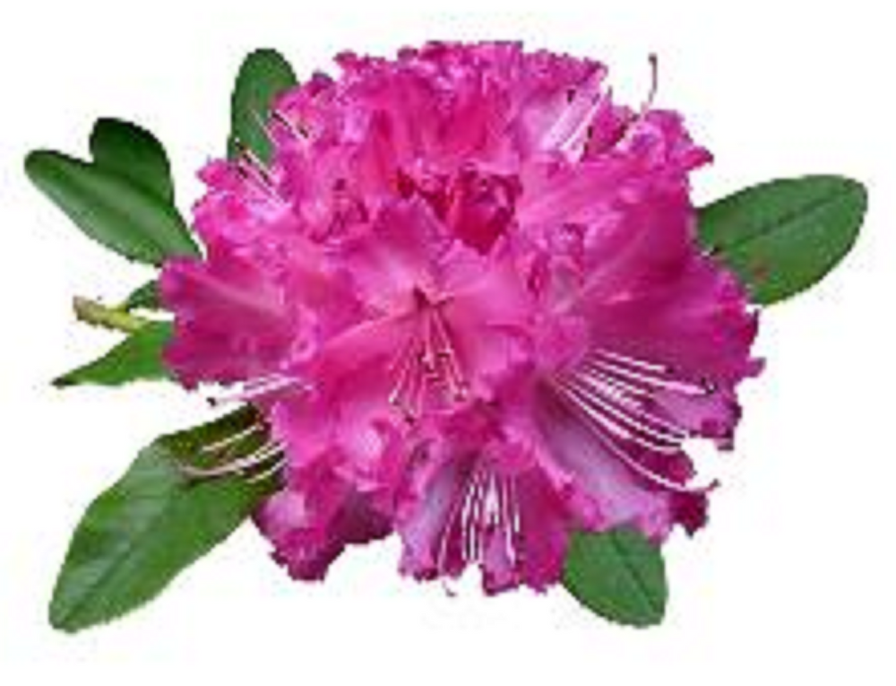 RHODODENDRON FLOWER 30 x 4cm PREMIUM EDIBLE RICE PAPER ROUND CUP CAKE TOPPERS D1